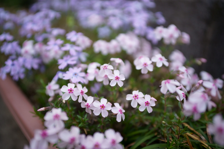4月上旬過ぎて