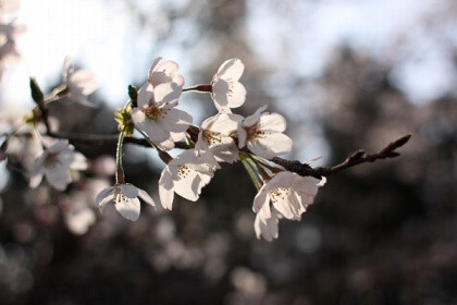 4月下旬、桜の季節を通り越してまぶしい緑の季節に