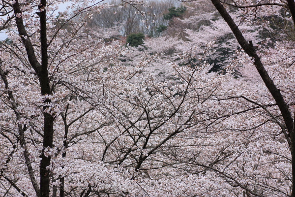 4月上旬のやわらかい光の中で