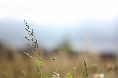 5月上旬の雨上がりの晴れ間に輝く新緑色