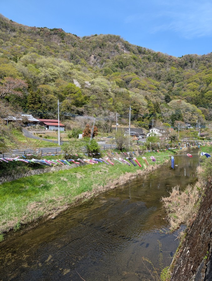 袋田の滝近くの鯉のぼり