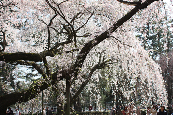 4月上旬の花祭り