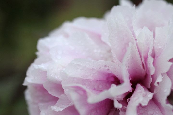 4月下旬、冷たい雨上がりの都心散歩