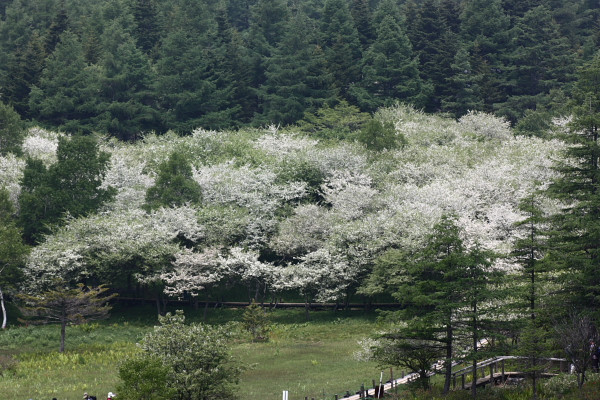 6月中旬の花の楽園より