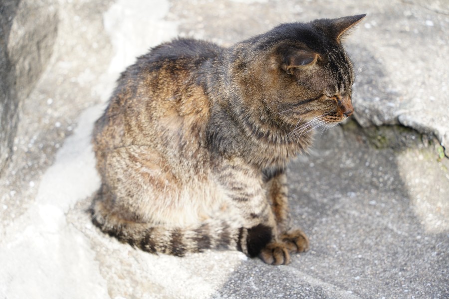 鞆の浦の猫