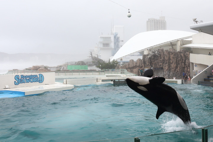 7月中旬、安房鴨川の水族館への旅