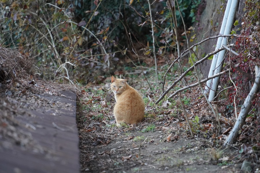 尾道の猫