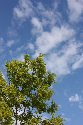 5月上旬の雨上がりの晴れ間に輝く新緑色