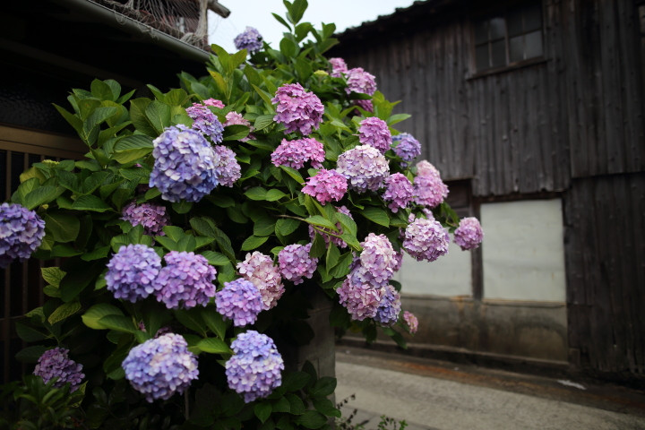 6月下旬、愛媛松山への初めての旅