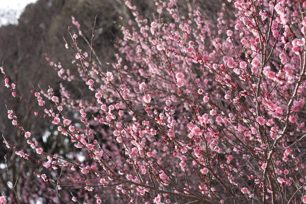 2月中旬、和田浦への旅