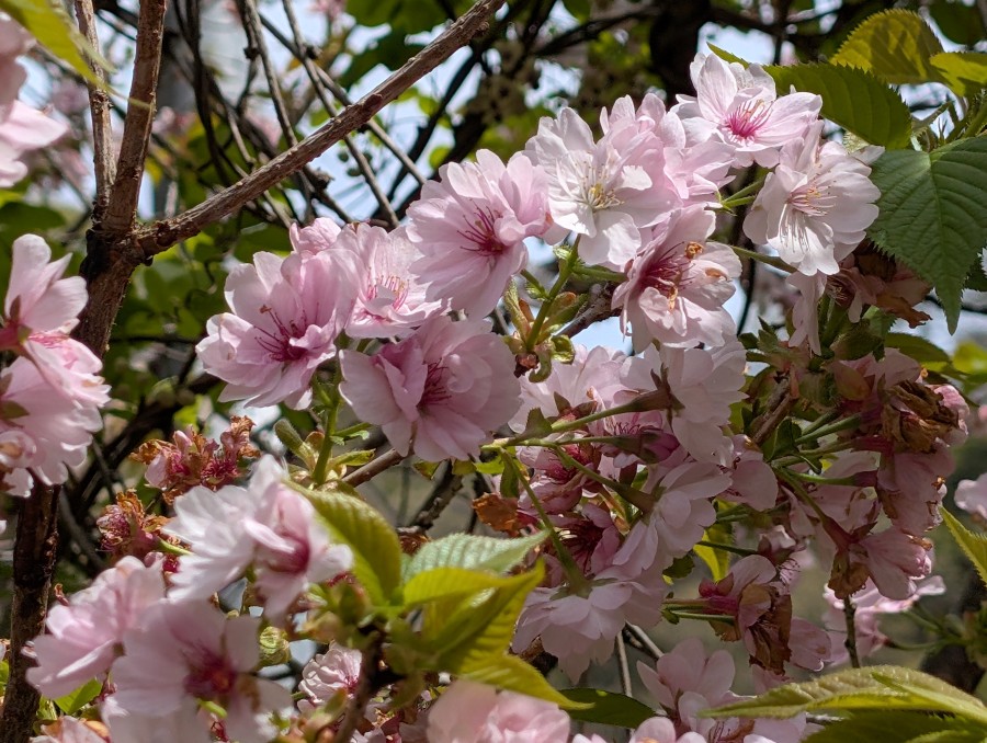 少し遅めの桜