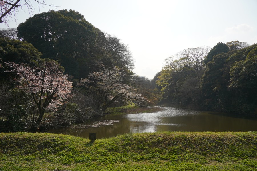 下道灌濠と桜