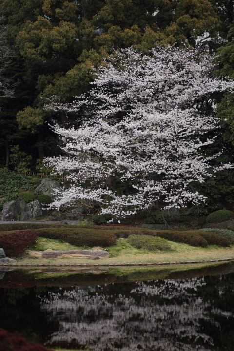 ３月下旬、南紀への旅と都の花見散歩