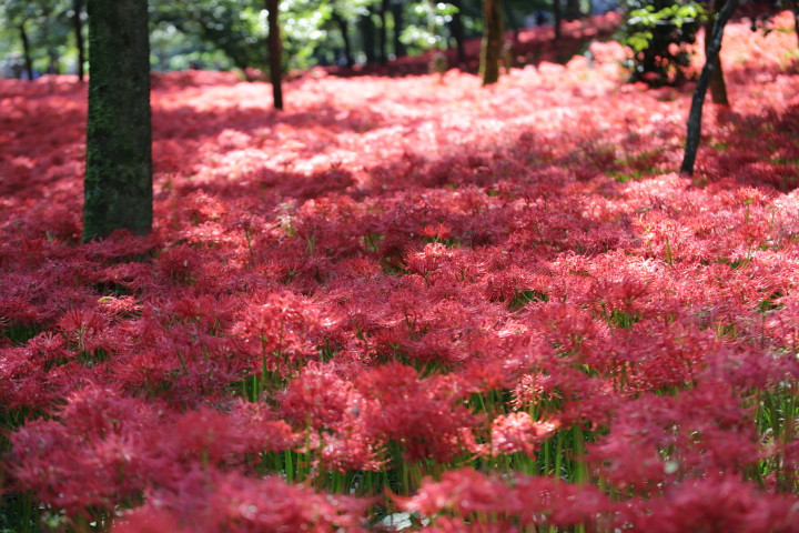 9月中旬下旬の山と里歩き