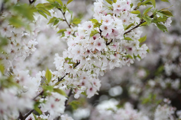 ３月下旬、南紀への旅と都の花見散歩