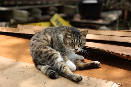5月下旬のにゃー