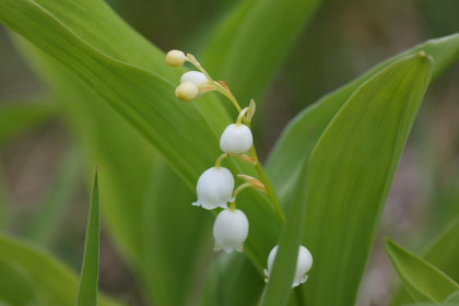 6月中旬の花の楽園より