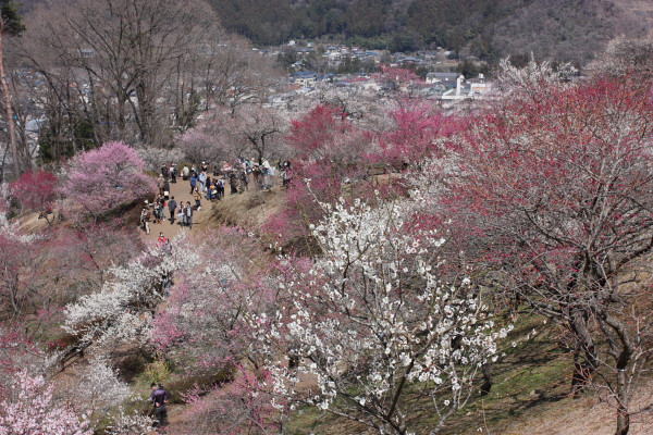 4月上旬の花祭り