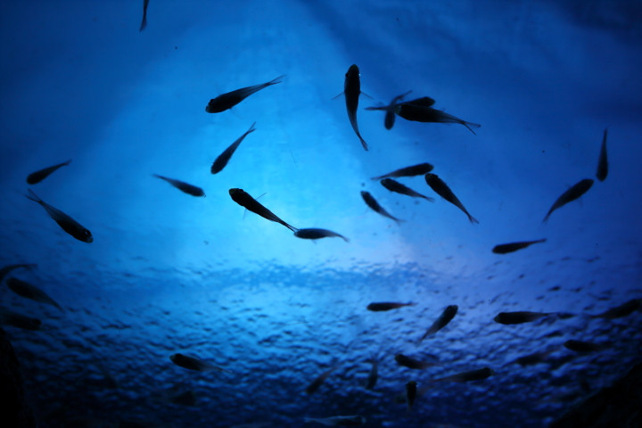 7月中旬、安房鴨川の水族館への旅