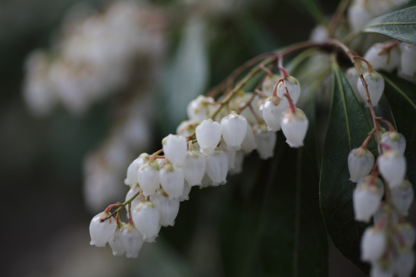３月下旬、南紀への旅と都の花見散歩