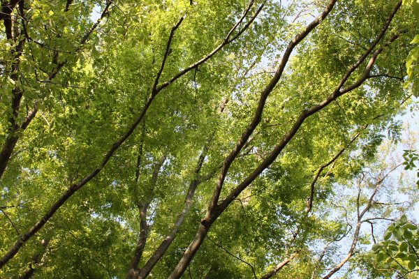 5月上旬、頭をゆする日に