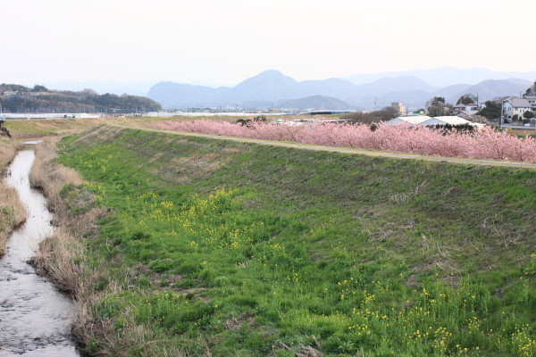 3月下旬の明るい朝に