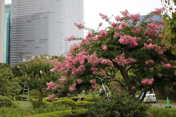 8月上旬の暑さぶり返す一日に。